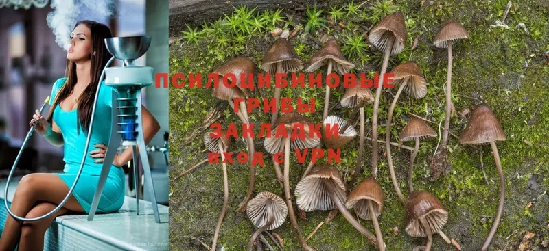 Псилоцибиновые грибы Psilocybine cubensis  Еманжелинск 